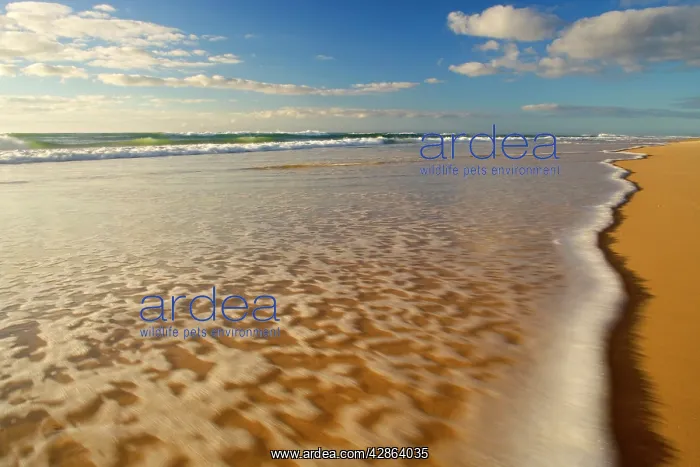 : Beach - in the evening : Beach - in the evening