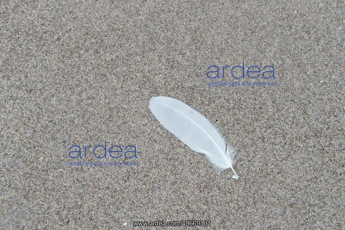 : Beach feather 01 : Beach feather 01