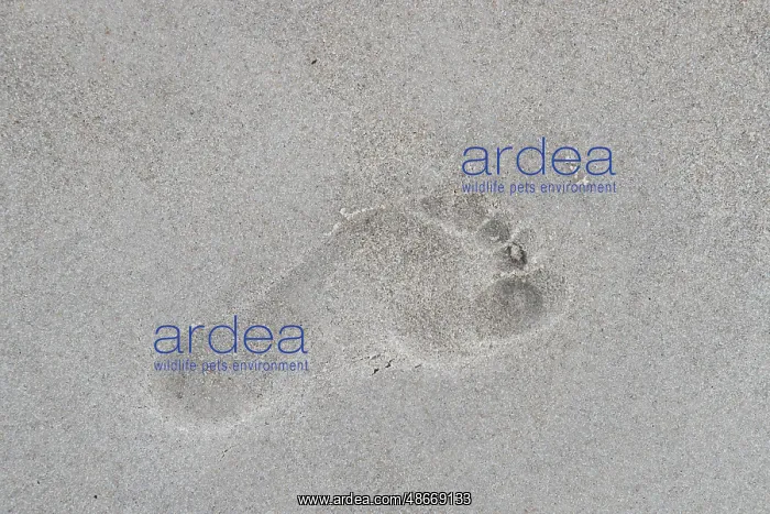 : Beach footprint 01 : Beach footprint 01