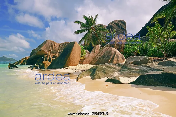 : Beach and granite rocks on the beach, Source d'Argent : Beach and granite rocks on the beach, Source d'Argent