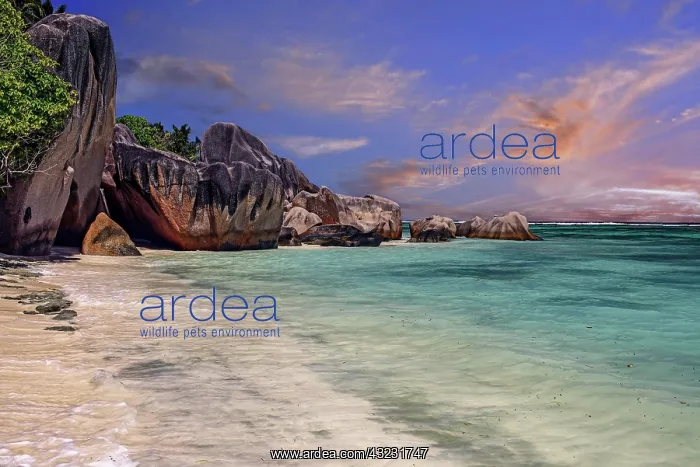 : Beach and granite rocks, evening, at the dream beach : Beach and granite rocks, evening, at the dream beach