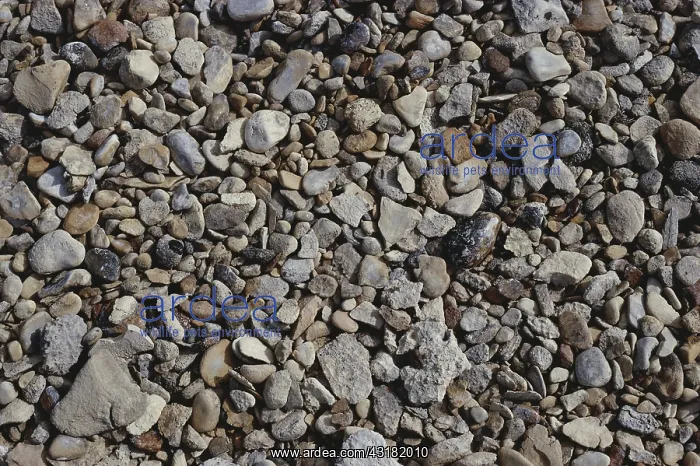 : Beach Gravel : Beach Gravel