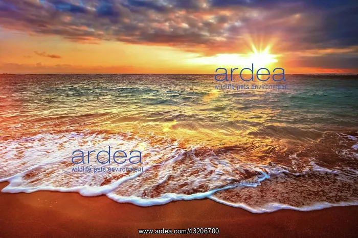 : Beach holidays vacation background, calm ocean d : Beach holidays vacation background, calm ocean d