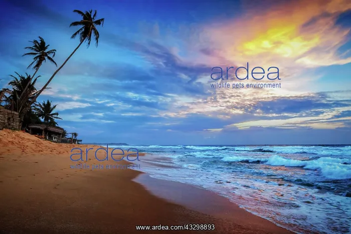 : Beach holidays vacation romantic concept background : Beach holidays vacation romantic concept background