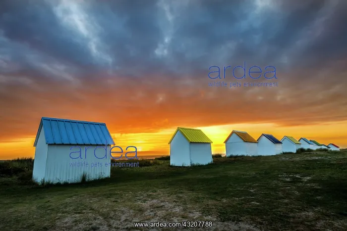 : Beach huts in Gouville sur mer at sunset, Manche : Beach huts in Gouville sur mer at sunset, Manche