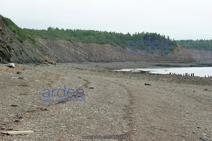 : Beach at Joggins Nova Scotia : Beach at Joggins Nova Scotia