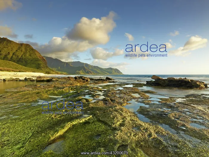 : Beach at Ka'ena Point State Park, Oahu, Hawaii : Beach at Ka'ena Point State Park, Oahu, Hawaii