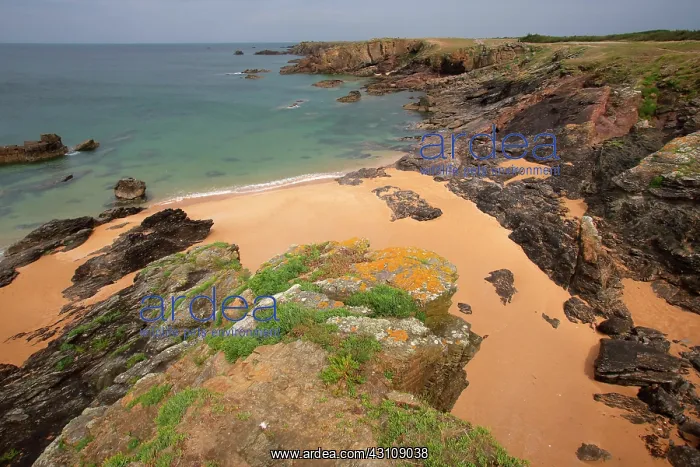 : Beach of Ker Daniau, ele d'Yeu, Vendee, France : Beach of Ker Daniau, ele d'Yeu, Vendee, France