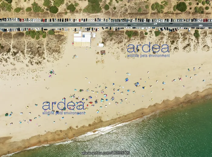 : Beach life at the Atlantic Ocean near Punta Umbria : Beach life at the Atlantic Ocean near Punta Umbria