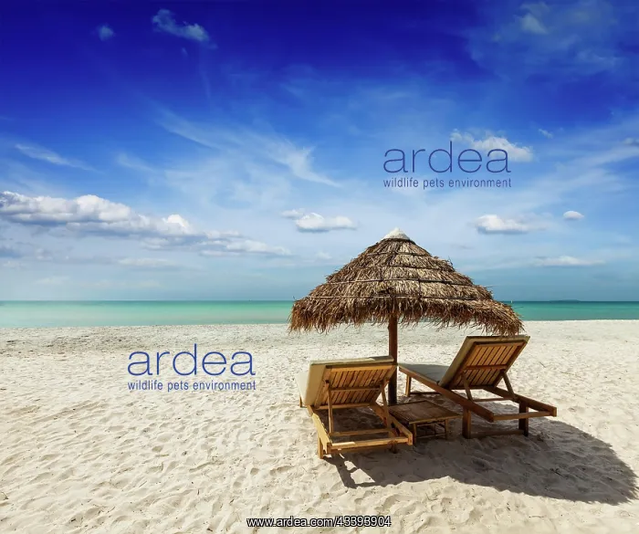 : Two beach lounge chairs under tent on beach. Sih : Two beach lounge chairs under tent on beach. Sih