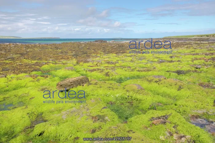 : Beach at low tide showing exposed seaweeds : Beach at low tide showing exposed seaweeds