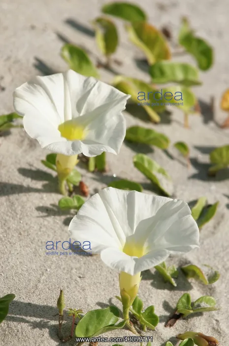: Beach morning-glory : Beach morning-glory