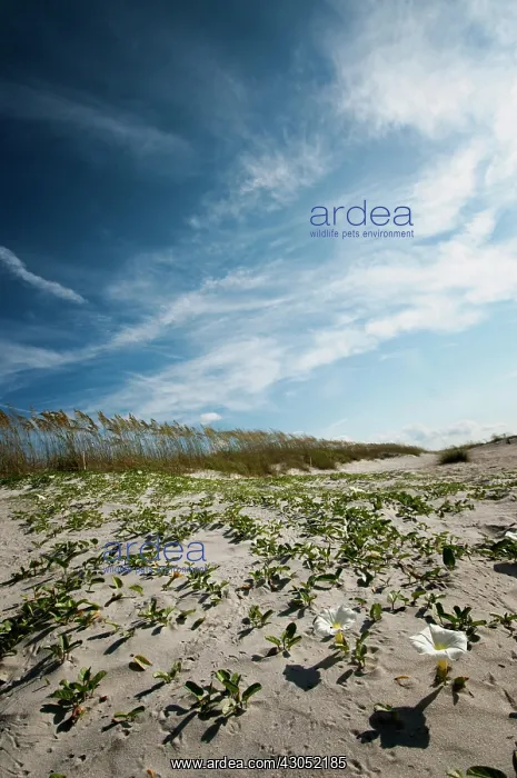 : Beach morning-glory : Beach morning-glory