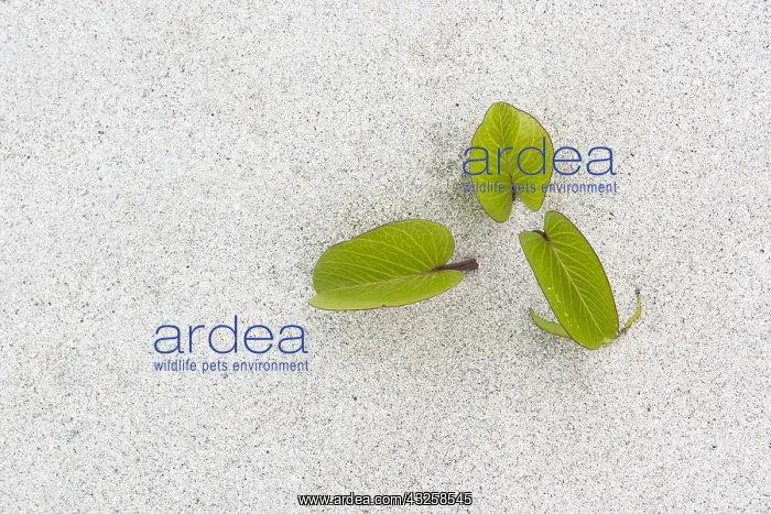 : Beach Morning Glory (Ipomoea pes-caprae) leaves : Beach Morning Glory (Ipomoea pes-caprae) leaves