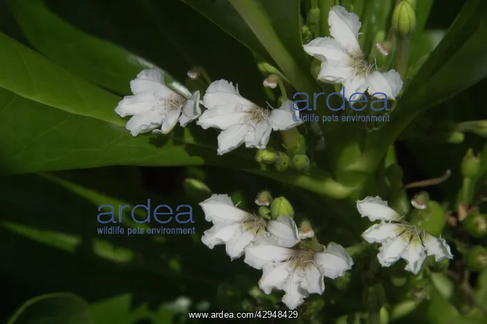 : Beach Naupaka / Cabbage Bush / Hawaiin Half-flower : Beach Naupaka / Cabbage Bush / Hawaiin Half-flower
