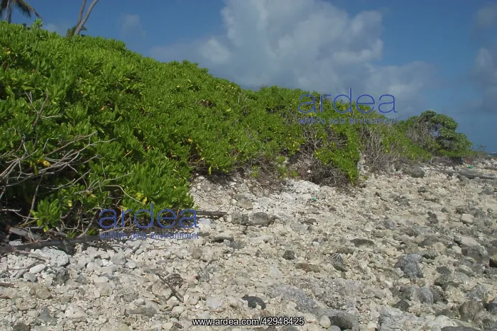 : Beach Naupaka / Cabbage Bush Plants / Hawaiian : Beach Naupaka / Cabbage Bush Plants / Hawaiian