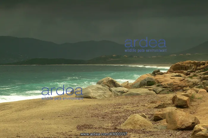 : Beach - near Ajaccio : Beach - near Ajaccio