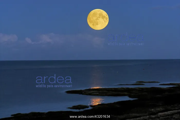 : Beach near Als at the Kattegat, Jutland, Denmark : Beach near Als at the Kattegat, Jutland, Denmark