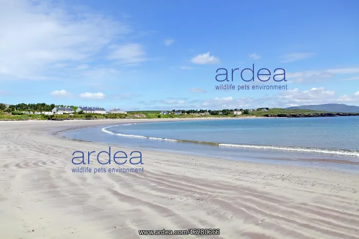  : Beach near Ballinskelligs, Ring of Kerry, Ireland