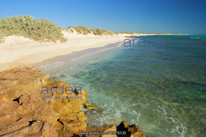 : Beach and ocean - endless white and sandy beach : Beach and ocean - endless white and sandy beach