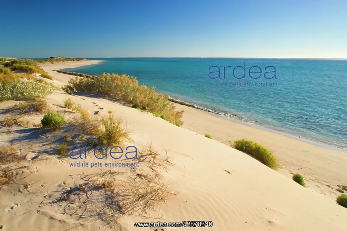: Beach and ocean - endless white and sandy beach : Beach and ocean - endless white and sandy beach
