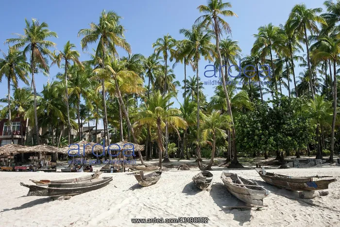 : Beach with old parasols and fishing boats under : Beach with old parasols and fishing boats under