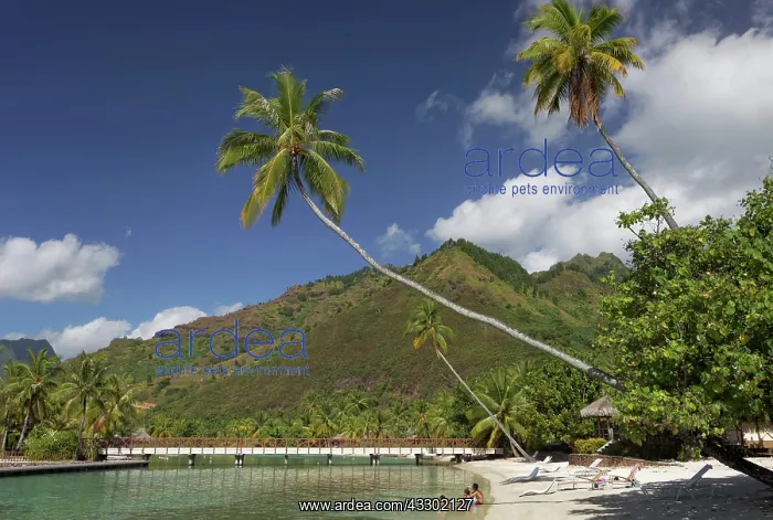 : Beach with overhanging palm trees, bridge, green : Beach with overhanging palm trees, bridge, green