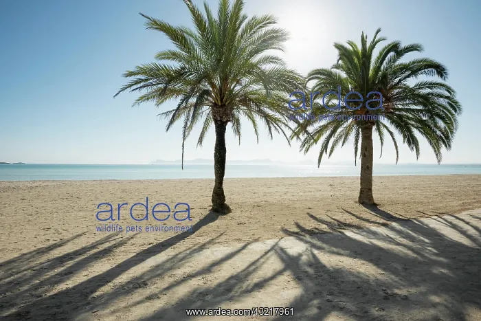 : Beach with palm trees, Can Picafort, Alcudia Bay : Beach with palm trees, Can Picafort, Alcudia Bay