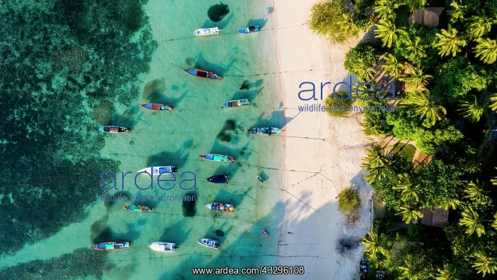: Beach with palmes and boats, Thian Og Bay or Shark : Beach with palmes and boats, Thian Og Bay or Shark