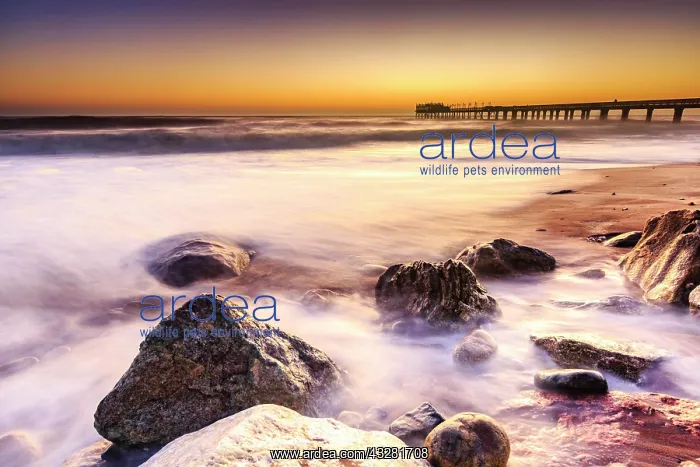 : Beach at a former pier, jetty at sunset, Atlantic : Beach at a former pier, jetty at sunset, Atlantic