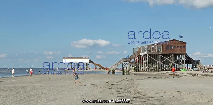 : Beach with Pile Dwelling Restaurant Herring Gull : Beach with Pile Dwelling Restaurant Herring Gull