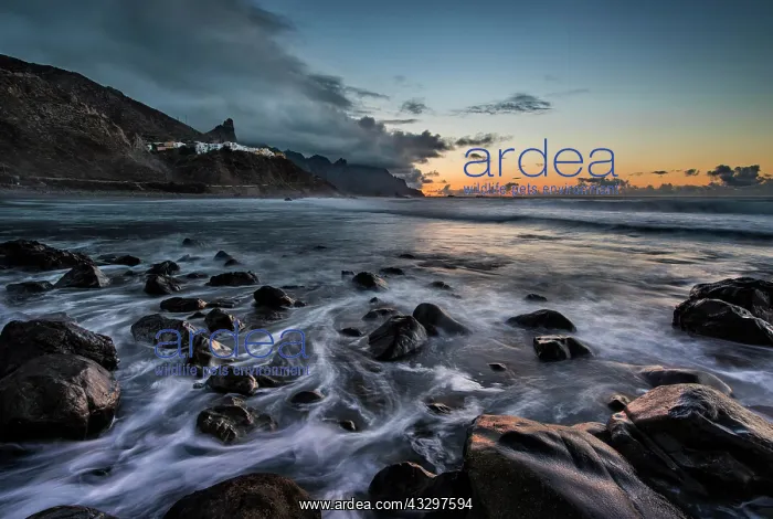 : Beach Playa de Almaciga, rocky coast, sunset, Anaga : Beach Playa de Almaciga, rocky coast, sunset, Anaga