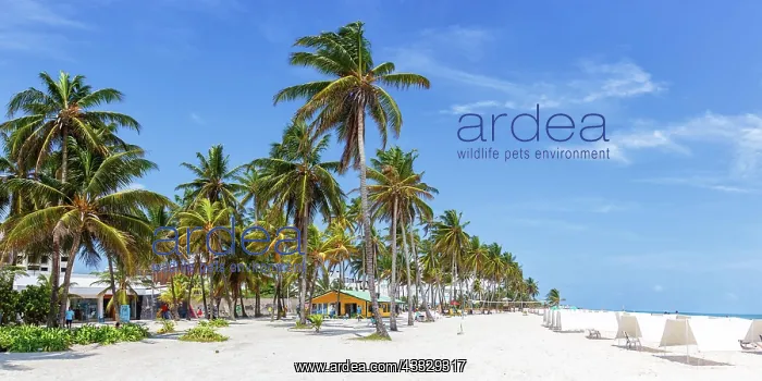  : Beach Playa Spratt Bight Travel Holiday Vacation