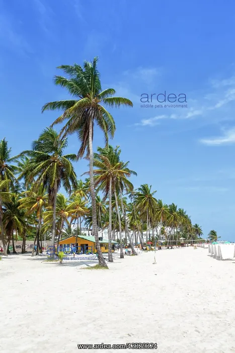: Beach Playa Spratt Bight Travel Holiday Vacation : Beach Playa Spratt Bight Travel Holiday Vacation