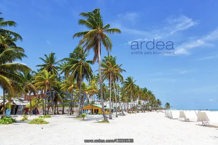 : Beach Playa Spratt Bight Travel Holiday Vacation : Beach Playa Spratt Bight Travel Holiday Vacation