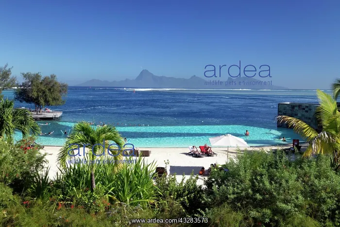  : Beach, Rear of Moorea Island, Manava Suite Resort