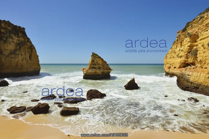 : Beach and rocks, Carvoeiro, Algarve, Portugal : Beach and rocks, Carvoeiro, Algarve, Portugal