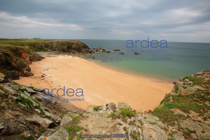 : Beach of Sables Rouis, Ile d'Yeu, Vendee, France : Beach of Sables Rouis, Ile d'Yeu, Vendee, France
