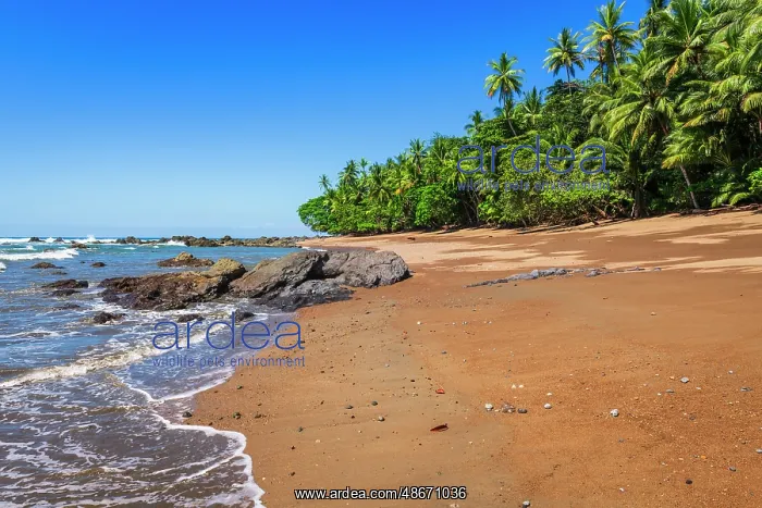: The beach at San Pedrillo, Corcovado National Park : The beach at San Pedrillo, Corcovado National Park