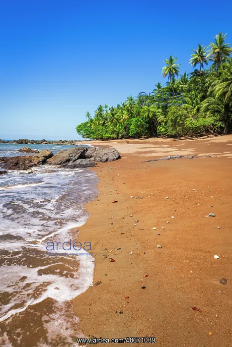 : The beach at San Pedrillo, Corcovado National Park : The beach at San Pedrillo, Corcovado National Park