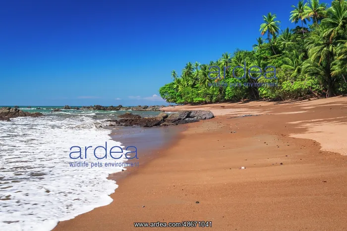: The beach at San Pedrillo, Corcovado National Park : The beach at San Pedrillo, Corcovado National Park