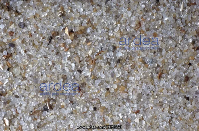 : Beach sand : Beach sand