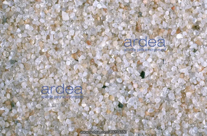 : Beach Sand : Beach Sand