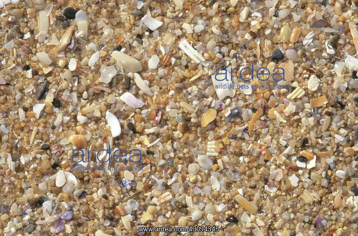 : Beach Sand : Beach Sand