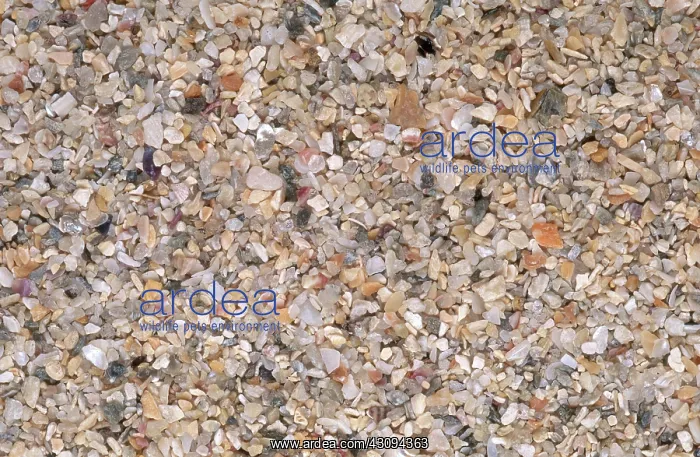 : Beach Sand : Beach Sand