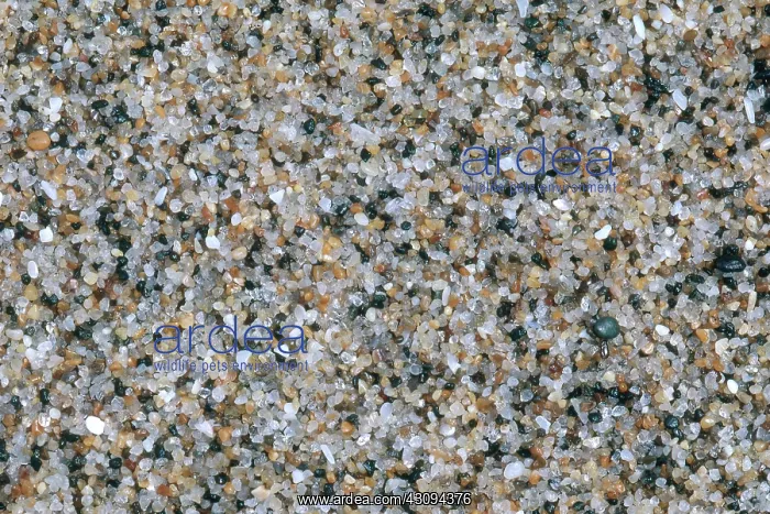 : Beach Sand : Beach Sand