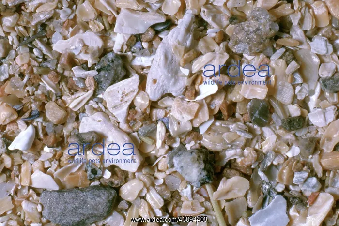 : Beach Sand : Beach Sand
