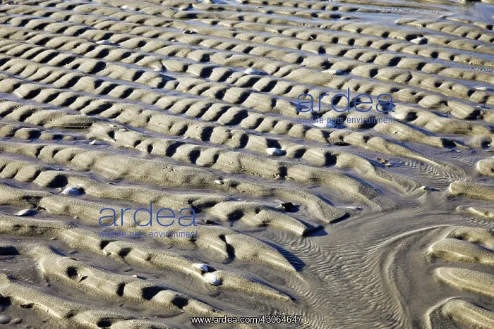 : Beach Sand Abstract : Beach Sand Abstract