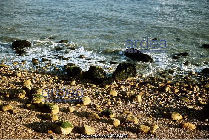 : BEACH - SANDSTONE ROCKS : BEACH - SANDSTONE ROCKS