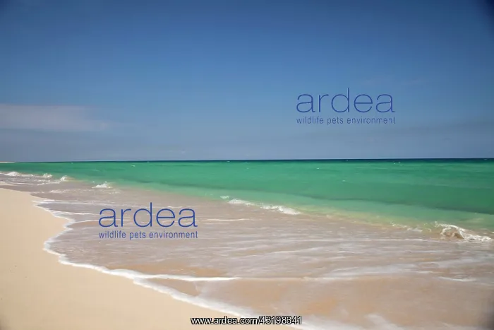 : Beach at Santa Maria del Mar, Playas del Este, Habana : Beach at Santa Maria del Mar, Playas del Este, Habana
